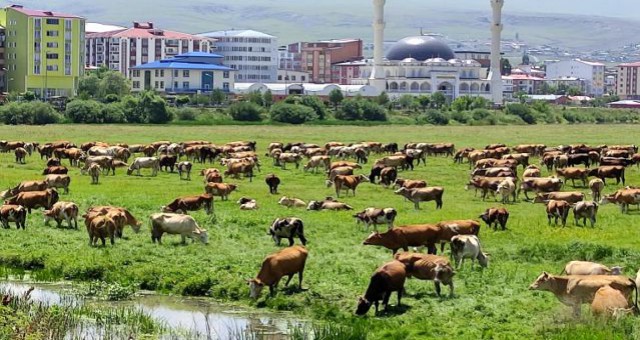 Ardahan'ı kuraklık vurdu, hayvanlar yaylalardan indirilip meralara bırakıldı