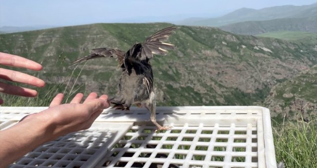 Ardahan'da 600 Kınalı Keklik Doğaya Bırakıldı