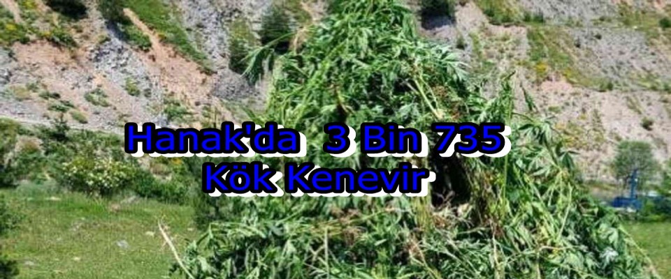 Hanak'da  3 Bin 735 Kök Kenevir